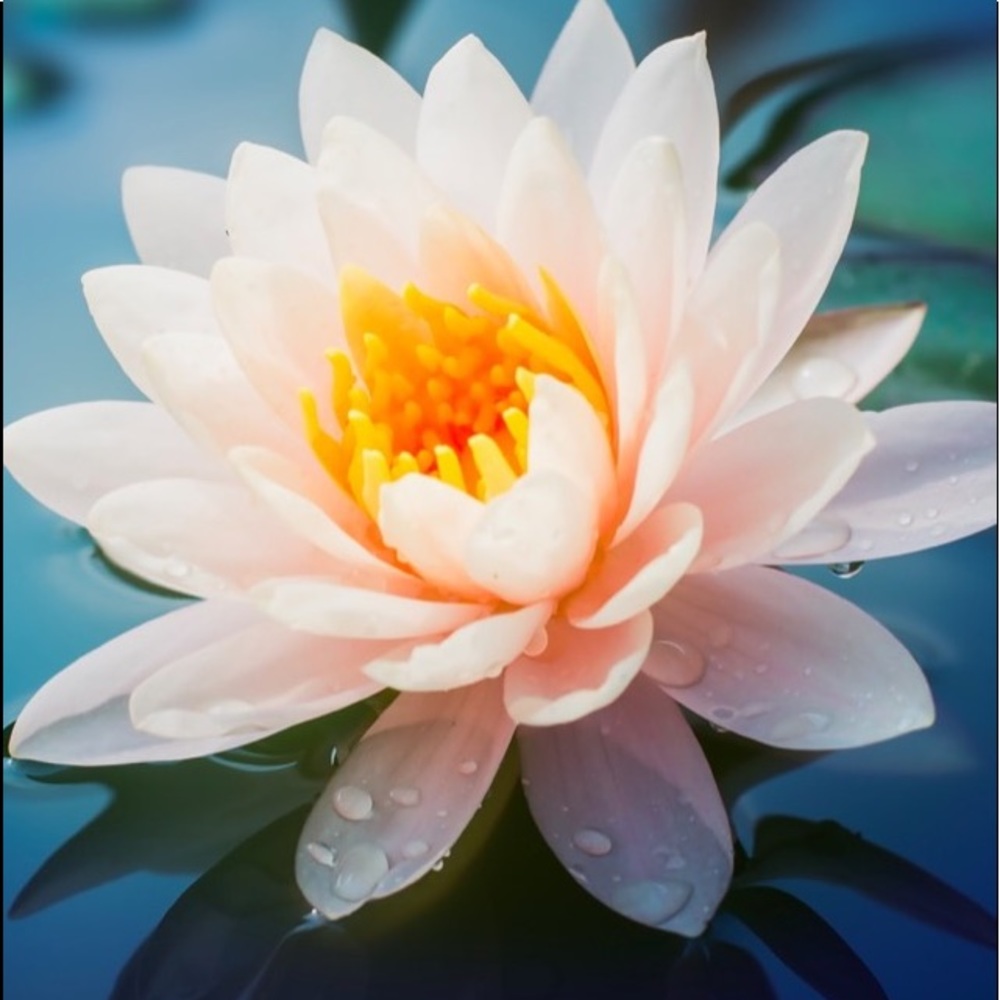 Meet your Posher, Gigi